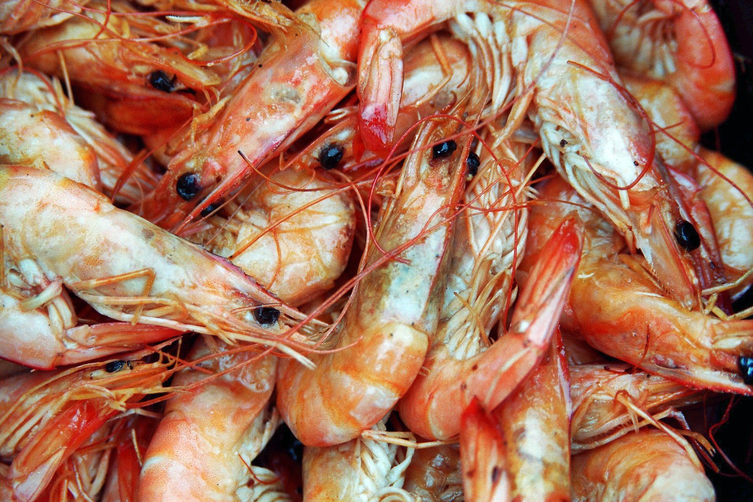 The Health Benefits Of Shrimps Factspree