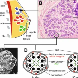 Mammary gland