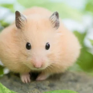 Hamsters