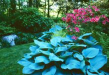 Hostas: The Guide to Planting and Caring for Them in Your Garden Hostas