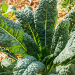 Kale: Embracing the Importance of Kale in Every Home kale