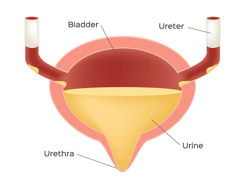 Bladder: Natural Ways To Strengthen The Bladder - Factspree