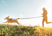10 Benefits of Regular Exercise for Your Pets pets