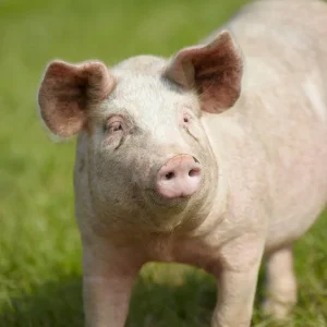 pig